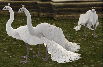 White peacocks at Bellezzamora