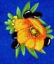 orange poppy on blue background