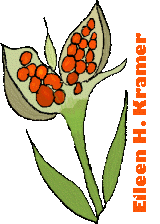 Iris Foetidissima in autumn