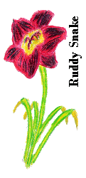 black daylily
