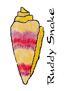 candy conch