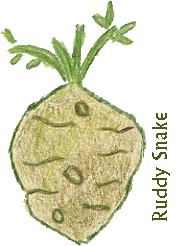 a genuine celeriac