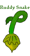 chenot squash with a long tail