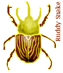 rhinoscerous beetle