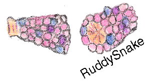 It's Inca pink corn
