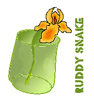 Iris in a green glass beeker