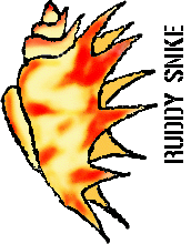 spiney mollusc with fiery stripes