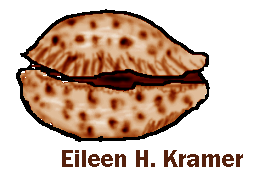peach cowrie shell