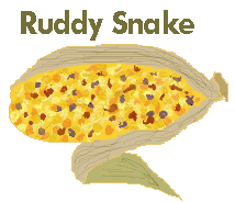a plump ear of shoe peg Indian corn