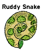 Polka dot snail design