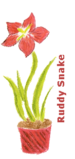 red amaryllis #1