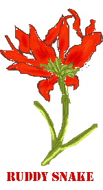 red amaryllis #2