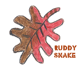 red oak leaf