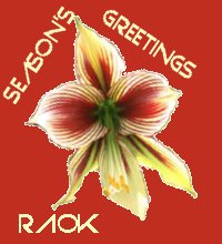 Season's greetings with an amaryllis