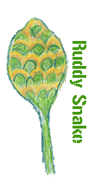shampoo ginger graphic