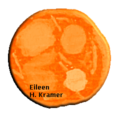 orange rock siggy