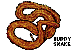 A striped ruddy snake