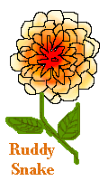 orange gallica rose