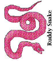 holiday ruddy snake